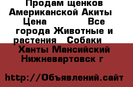 Продам щенков Американской Акиты › Цена ­ 25 000 - Все города Животные и растения » Собаки   . Ханты-Мансийский,Нижневартовск г.